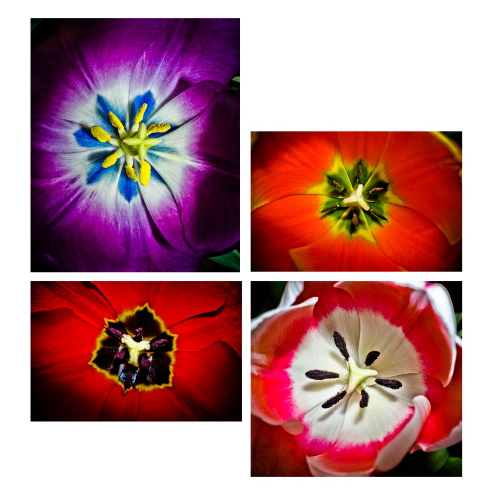 Quattro Tulipani © 2012 Dana Hursey Photography
