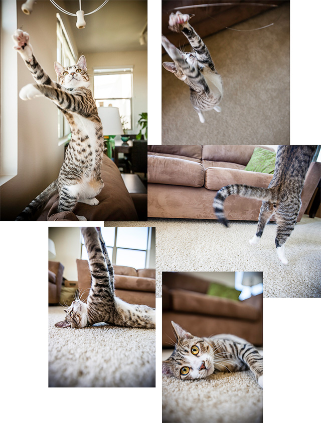 Images of Rothko the cat at play - © Dana Hursey Photography