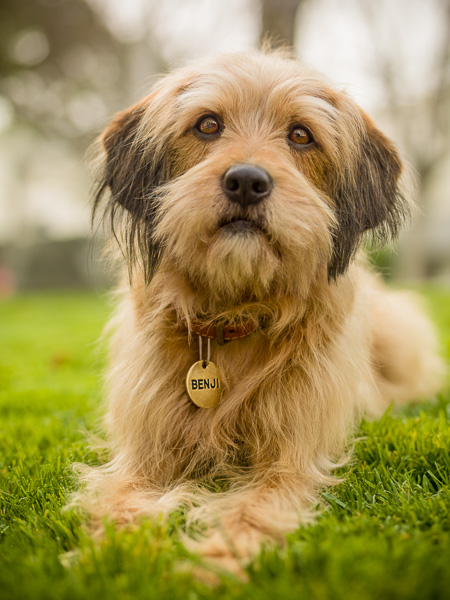 Photograph of Benji the dog on grass.